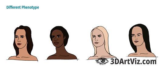 Different phenotype Different phenotype
